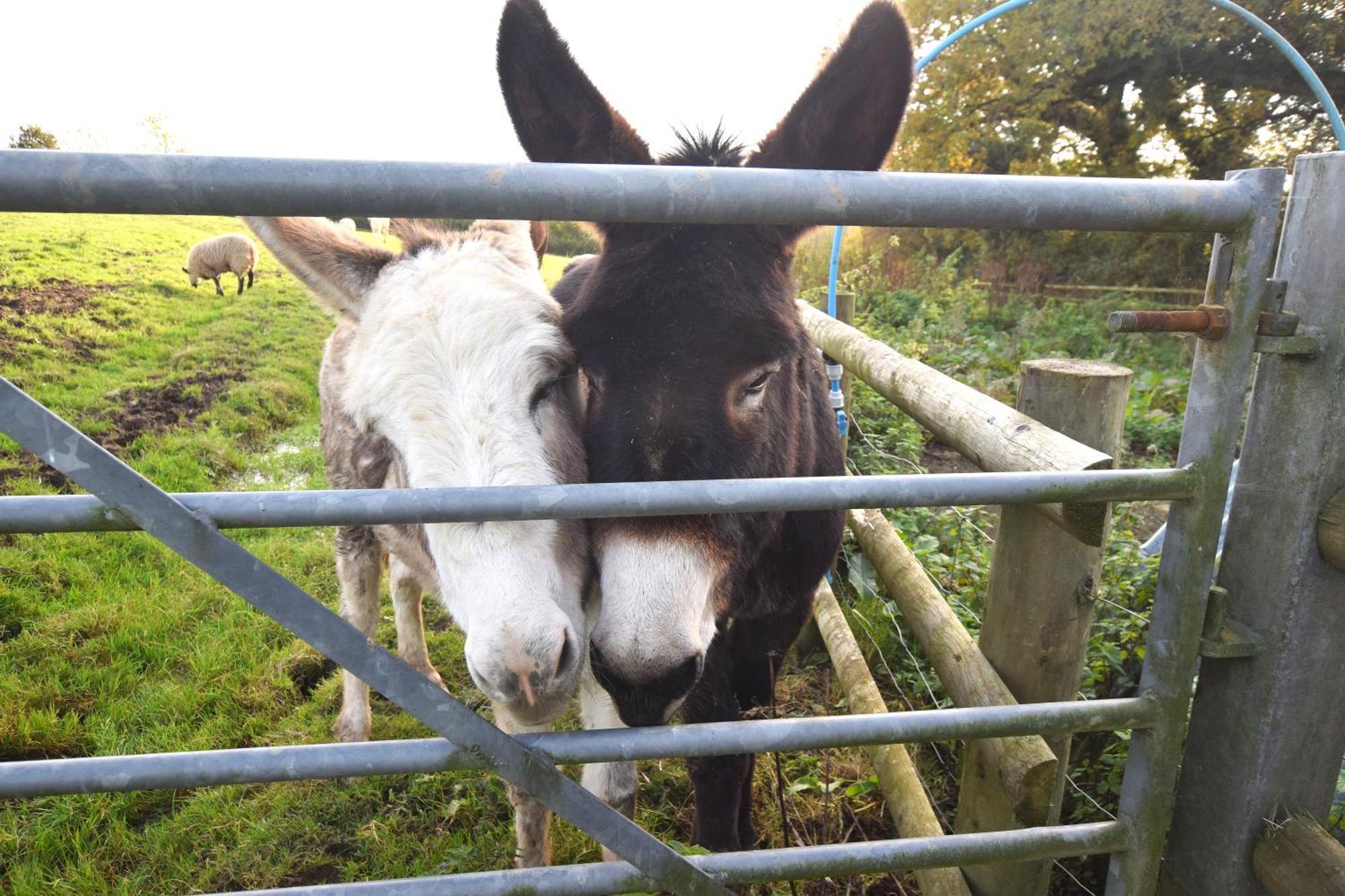 Award Winning Lower Whitsleigh Farm Cottage Roborough エクステリア 写真