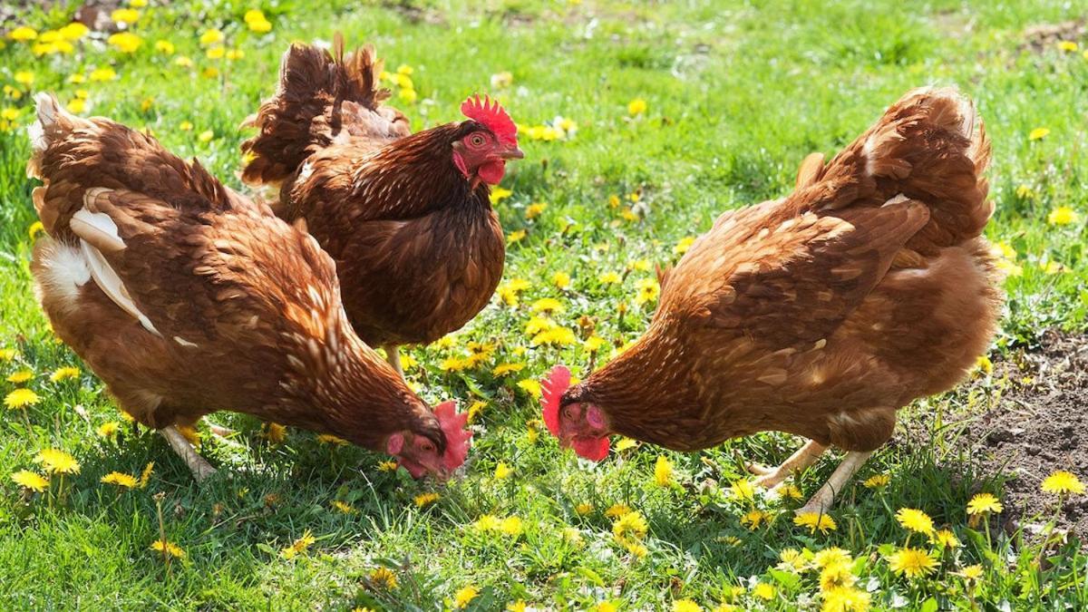 Award Winning Lower Whitsleigh Farm Cottage Roborough エクステリア 写真