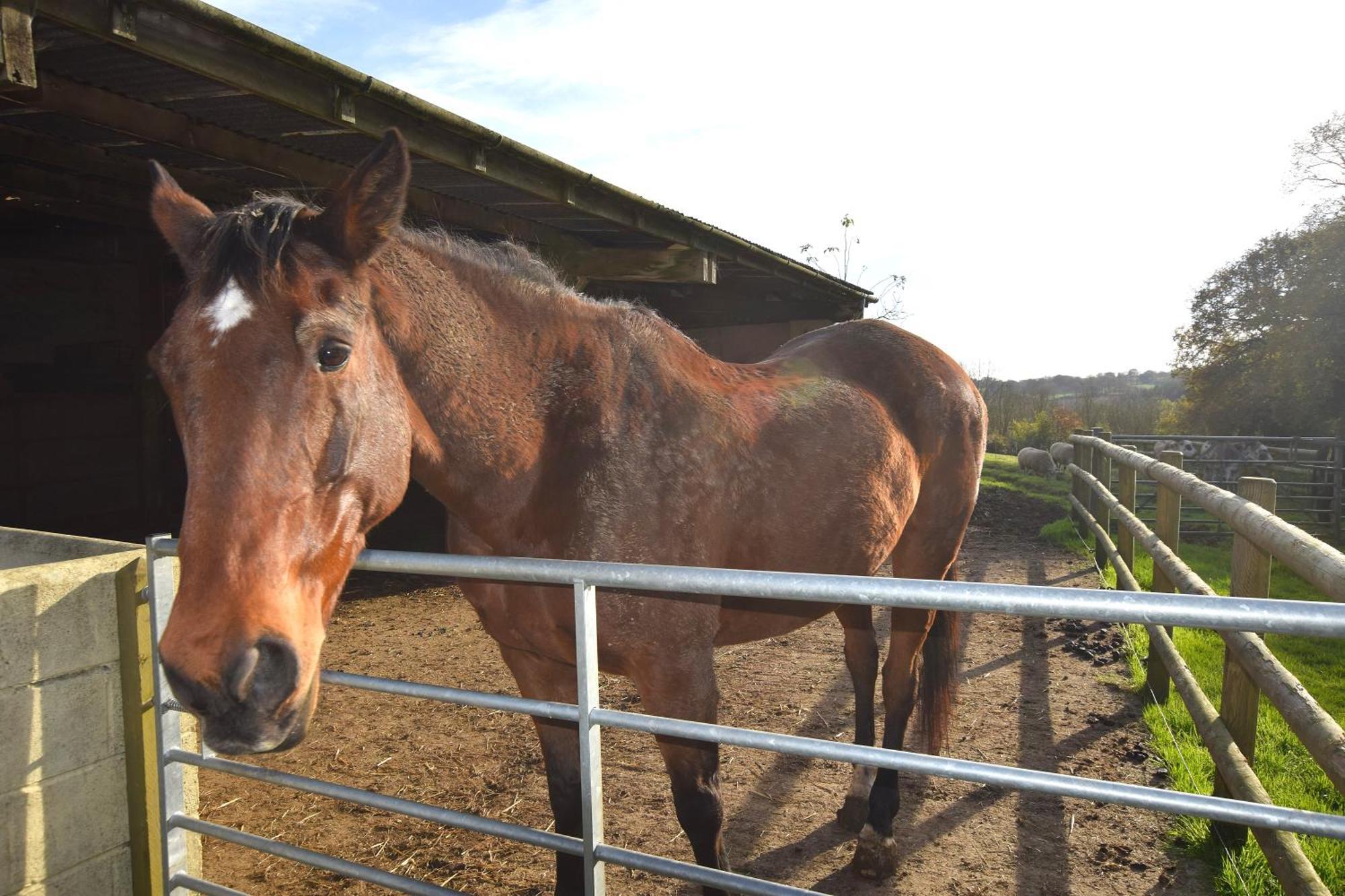 Award Winning Lower Whitsleigh Farm Cottage Roborough エクステリア 写真